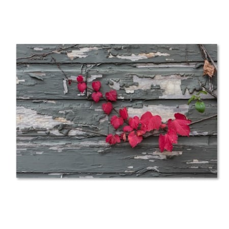 Kurt Shaffer 'Red Leaves On A Weathered Wall' Canvas Art,12x19